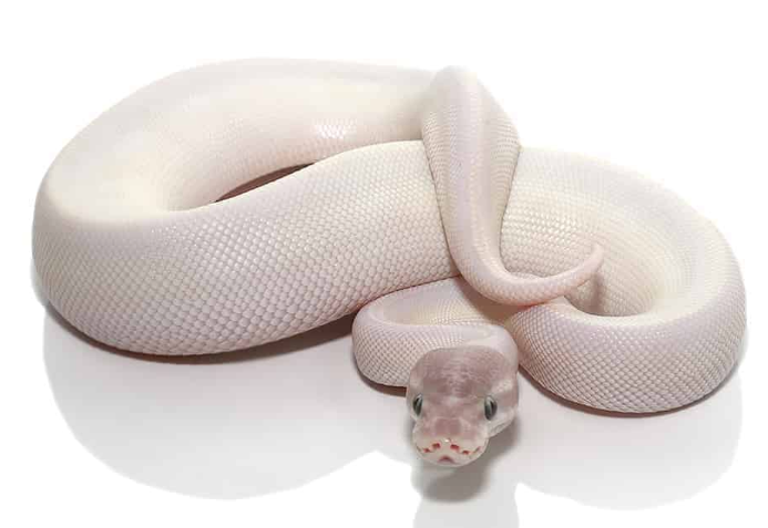 Blue Eye Leucistic Ball Python