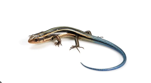 Blue Tail Skink
