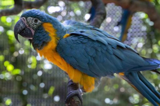 Blue Throated Macaw