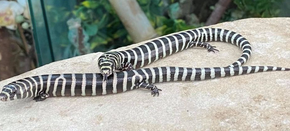 Brazilian Galliwasp