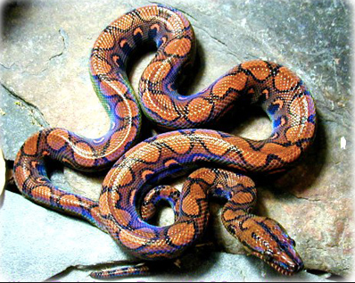 Columbian Rainbow Boa