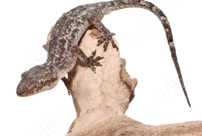 Brooks Gecko