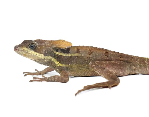 Brown Basilisk