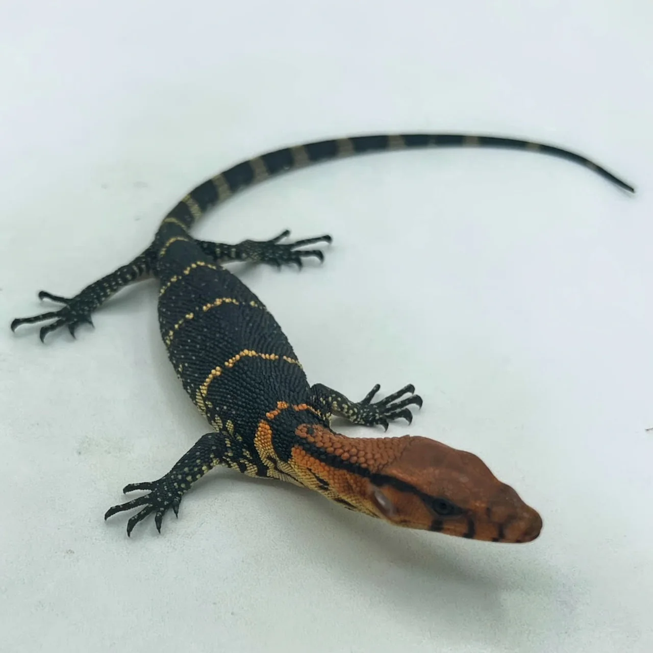 Brown Roughneck Monitors