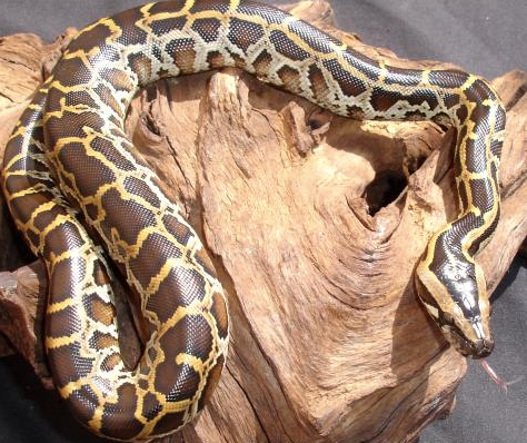 Burmese Python