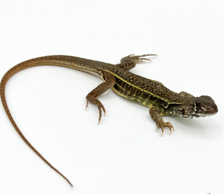 Butterfly Agama