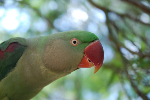 Alexandrine Parrot