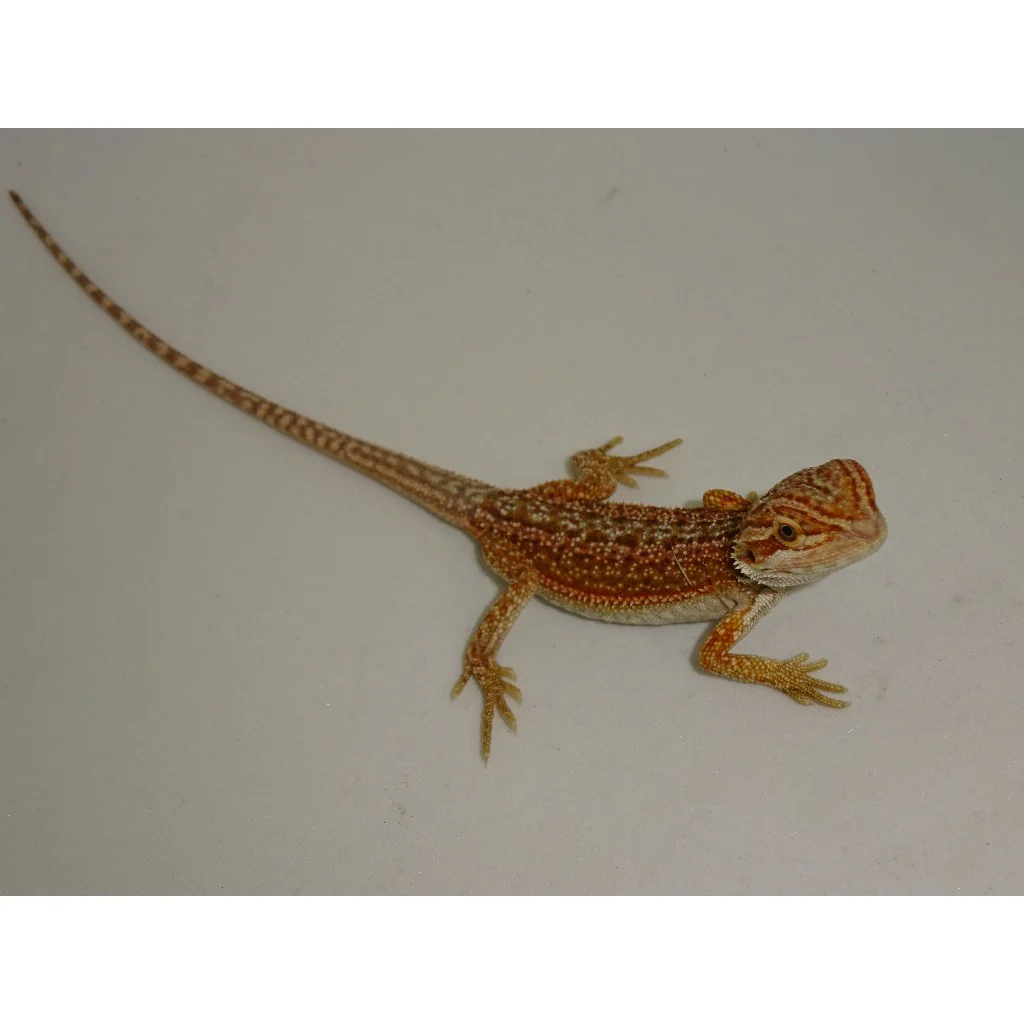 Translucent Pied Bearded Dragons