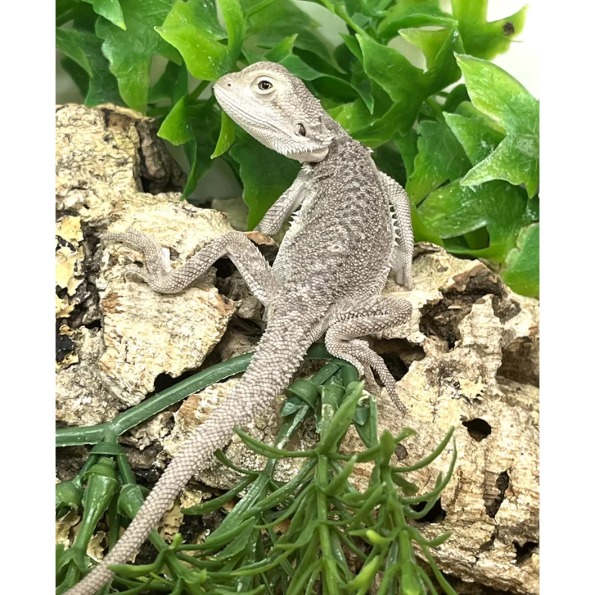 Zero Bearded Dragons