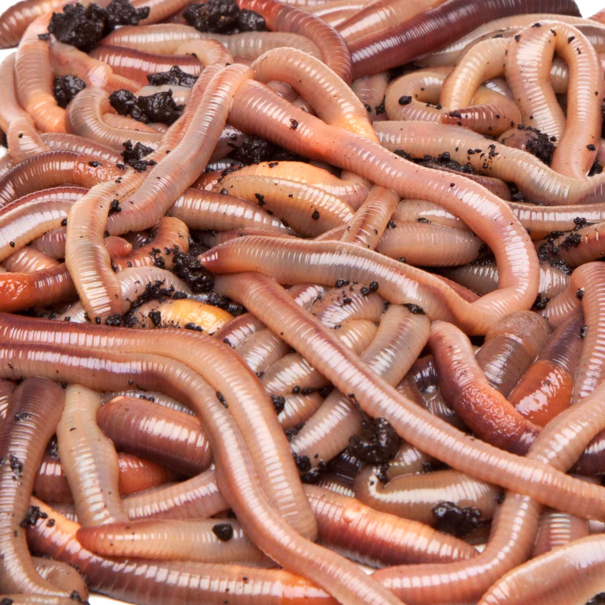 Big Apple Pet Supply Canadian Nightcrawlers Live Reptile Feeders