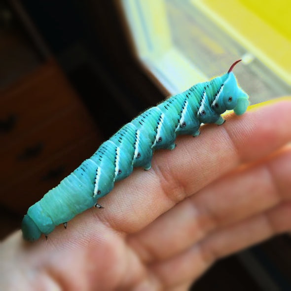 Big Apple Pet Supply Hornworms Live Reptile Feeder
