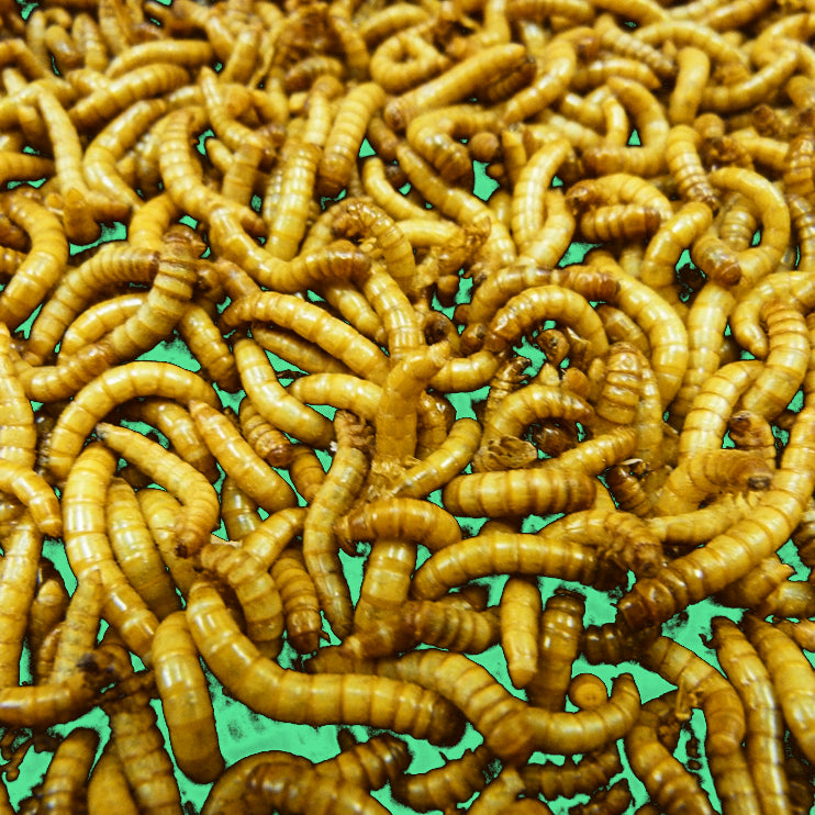 Big Apple Pet Supply Large Live Mealworms 3/4 to 1 Inch