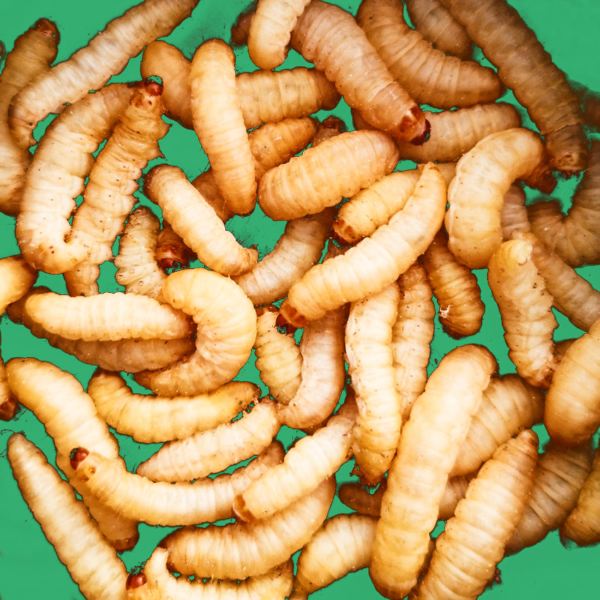 Big Apple Pet Supply Wax Worms Live Reptile Feeder