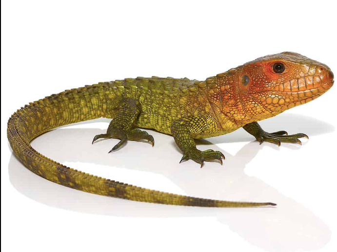 Caiman Lizard