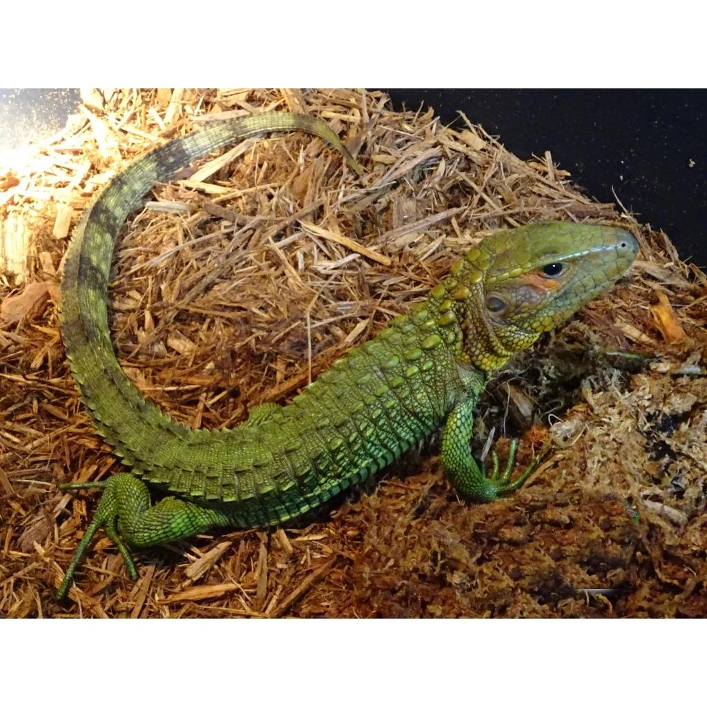 Caiman Lizards