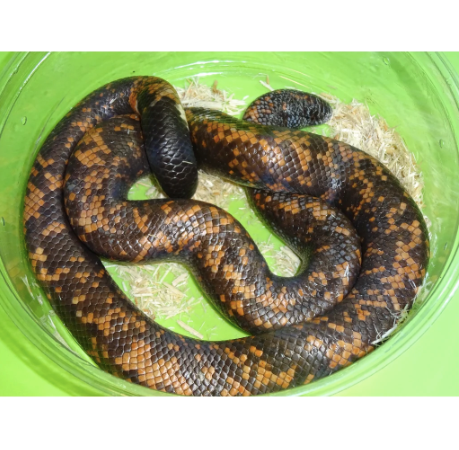 Calabar Python