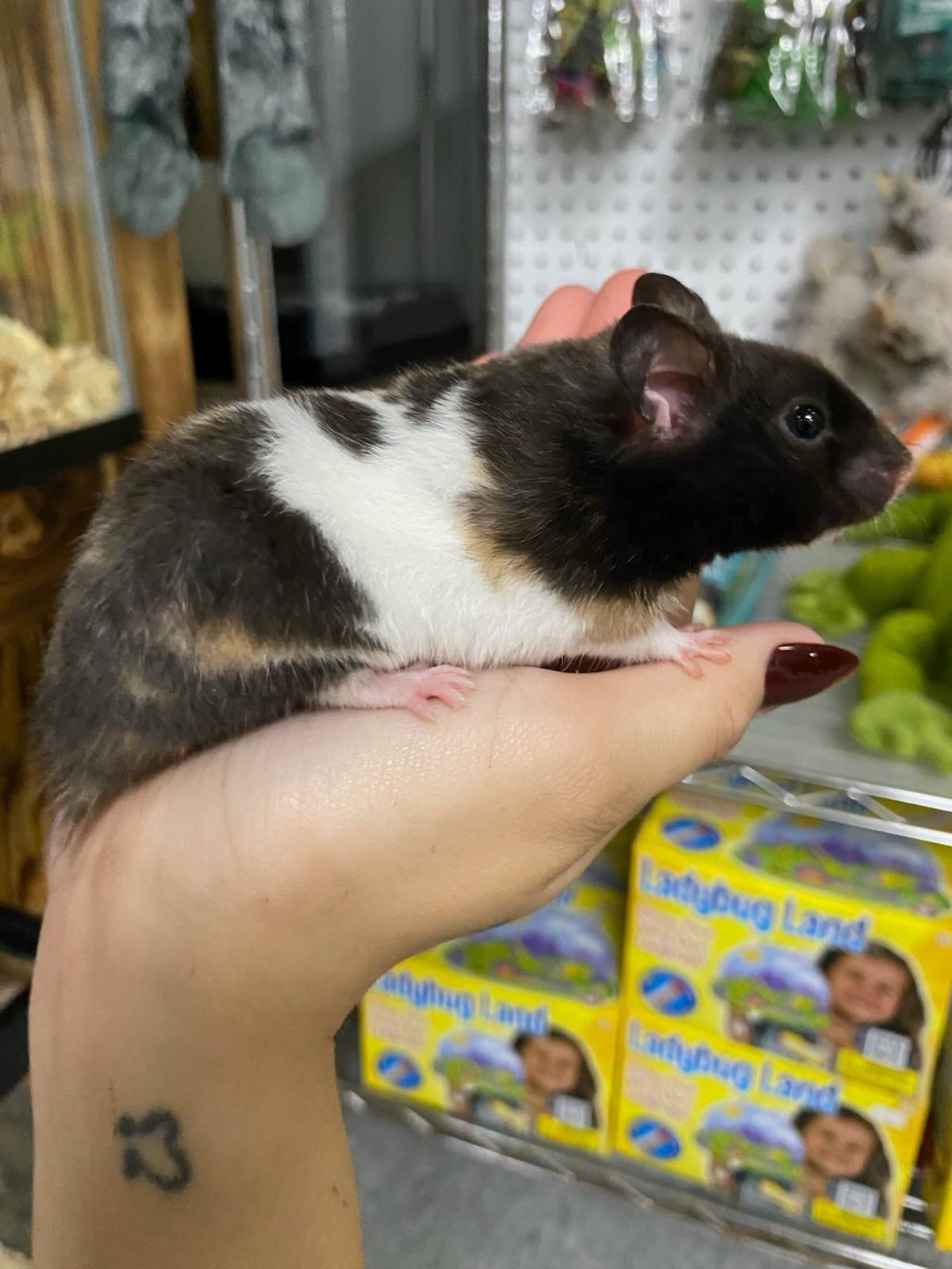 Calico Bear Hamster