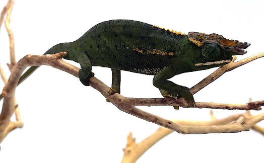 Canopy Chameleon