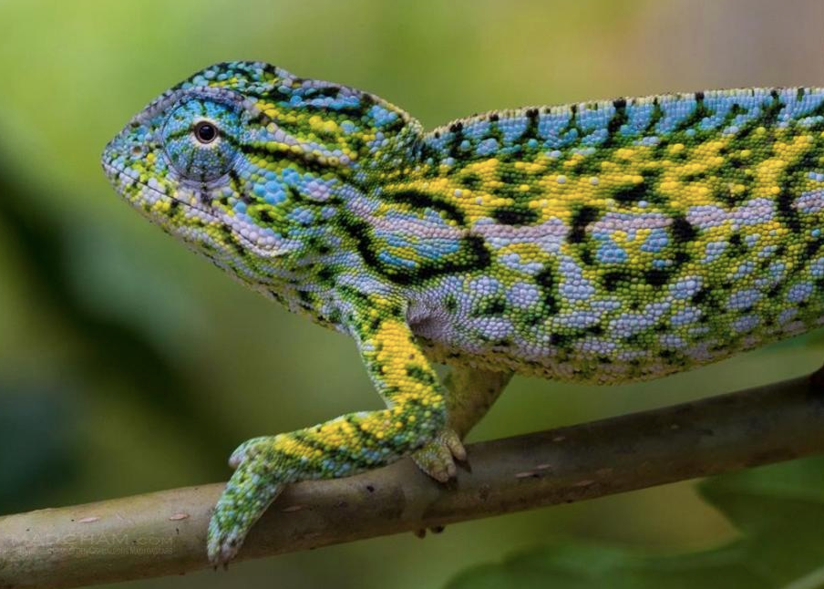 Carpet Chameleon