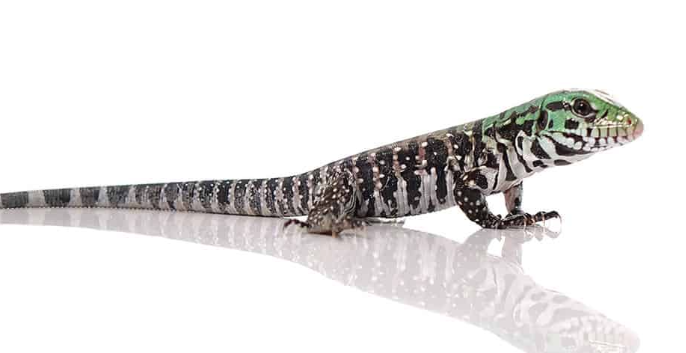 Chacoan White Headed Tegu