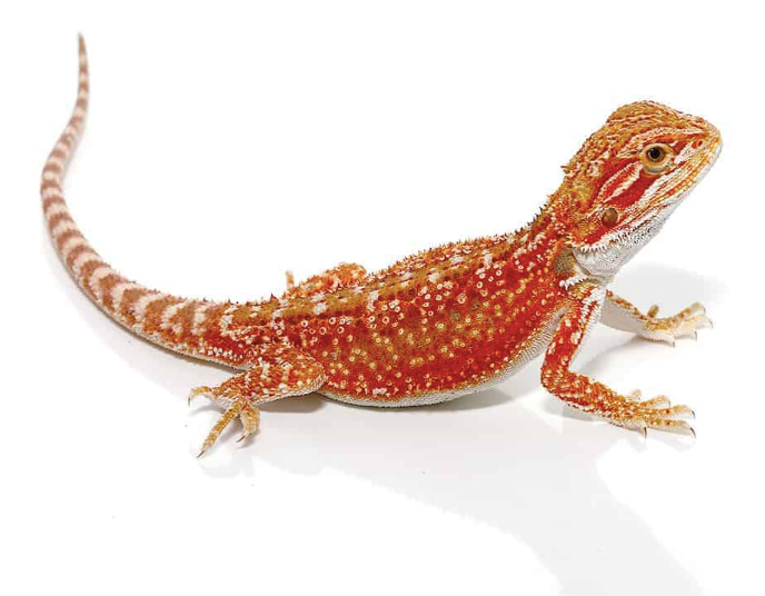 Inferno Blue Bar Bearded Dragon