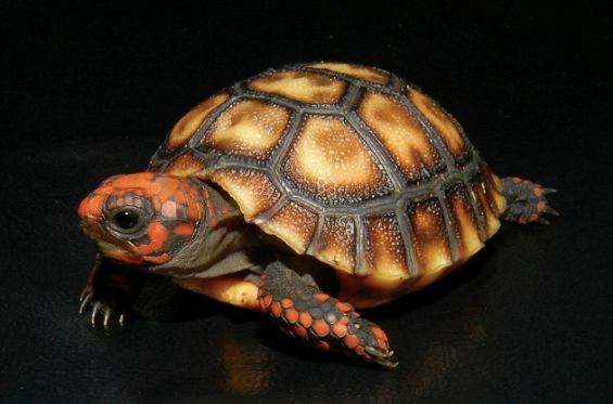 Cherry Head Red Foot Tortoise