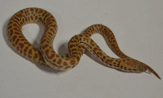 Children’s Python