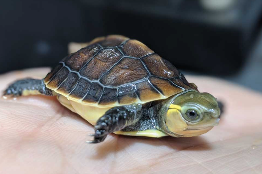 Chinese Box Turtle