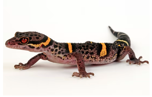 Chinese Cave Gecko