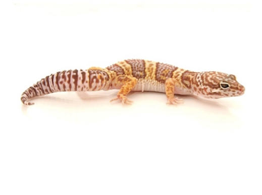 Chocolate Albino Leopard Gecko