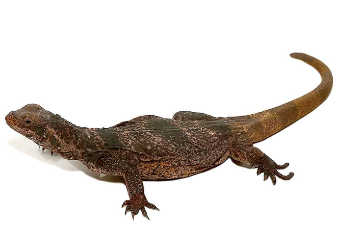Chuckwalla