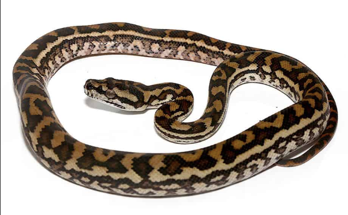Coastal Carpet Python