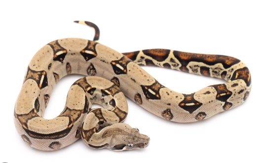 Columbian Red Tail Boa