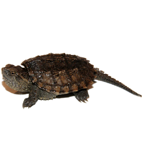 Common Snapping Turtle