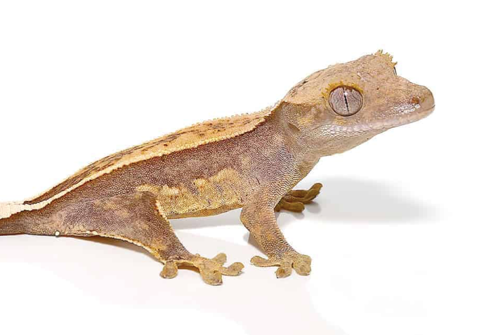 Crested Gecko