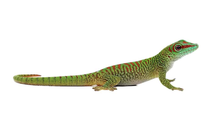 Crimson Giant Day Gecko