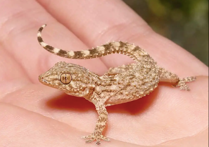 Crocodile Gecko