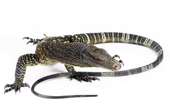 Crocodile Monitor