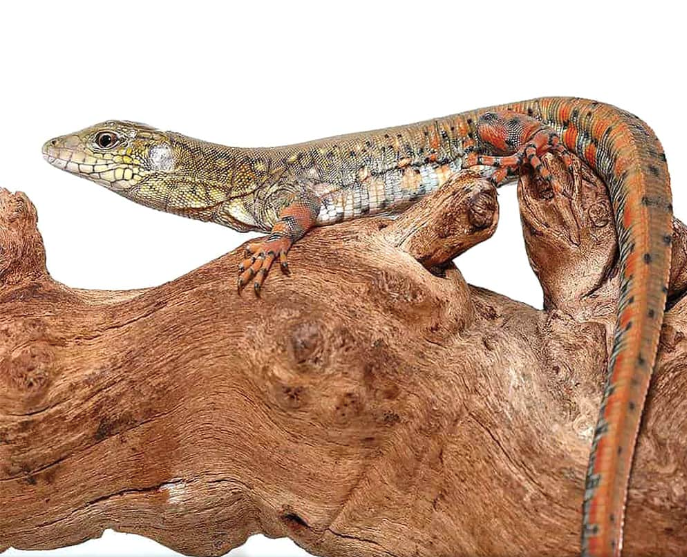 Crocodile Tegu