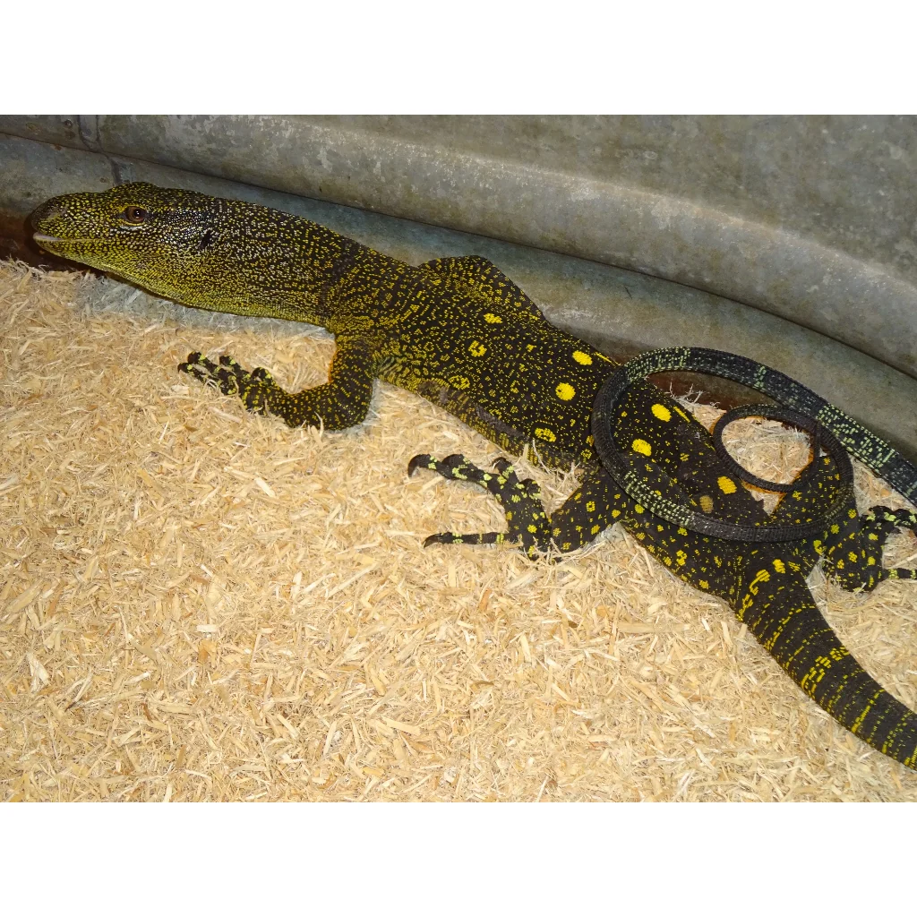 Crocodile Monitors