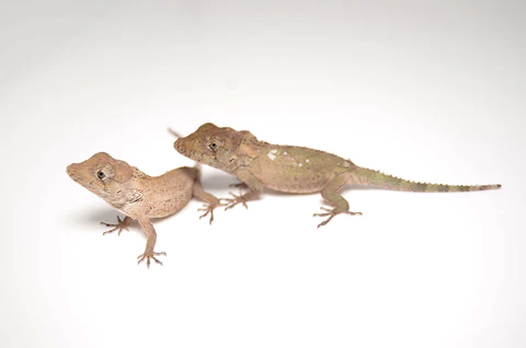 Cuban False Chameleon