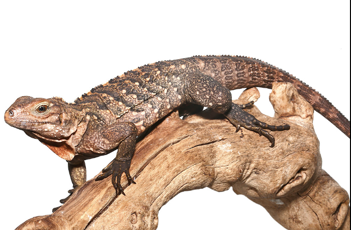 Cuban Rock Iguana