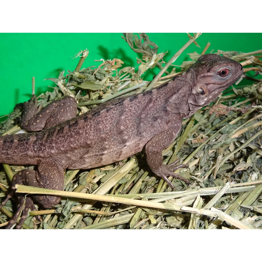 Rock Iguanas