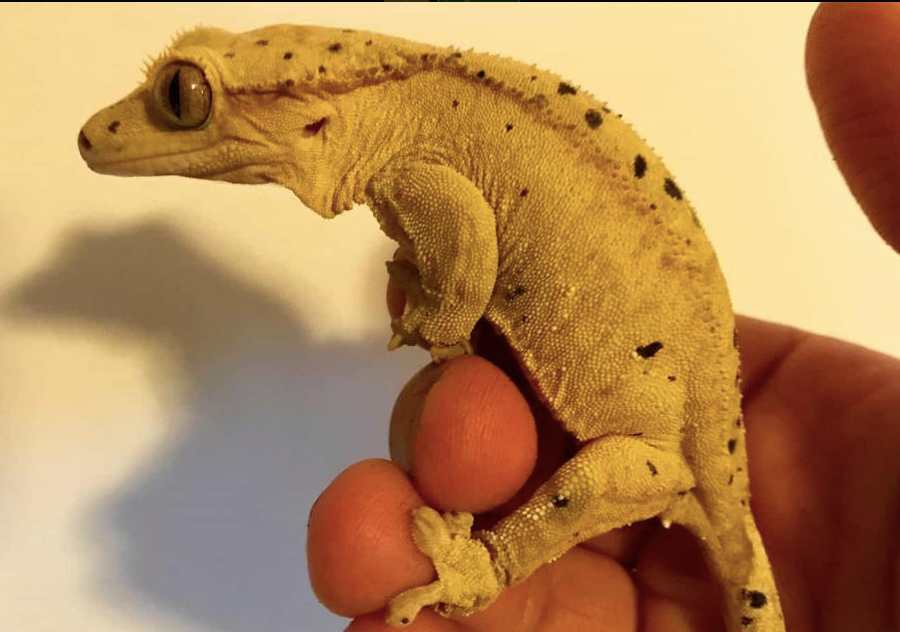Dalmatian Crested Gecko