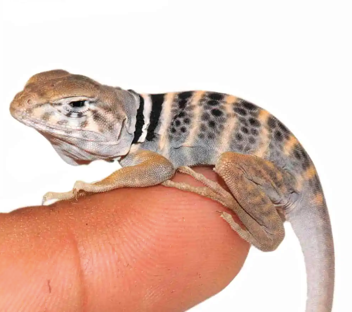 Desert Collared Lizard
