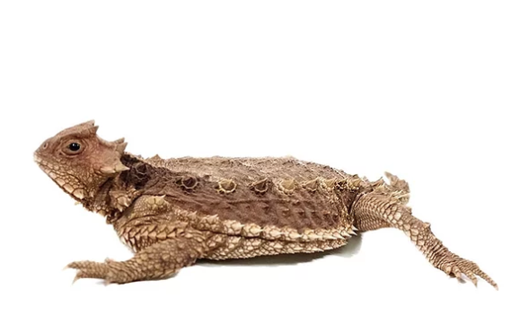 Desert Horned Lizard