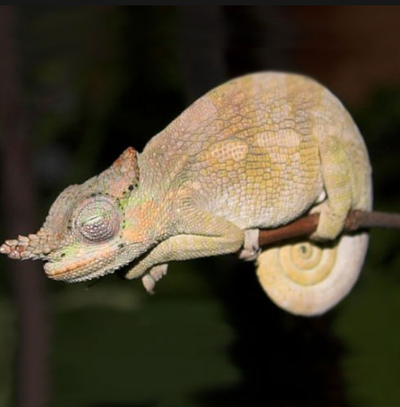 Dwarf Fischer’s Chameleon