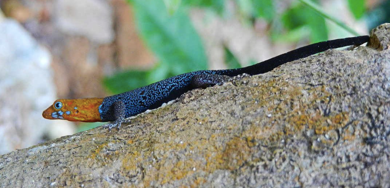 Dwarf Yellow Head Gecko