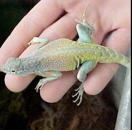 Greater Earless Lizard
