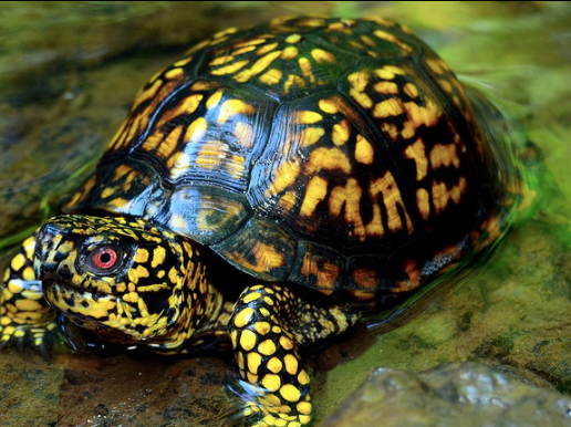 Eastern Box Turtle
